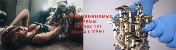 индика Абаза