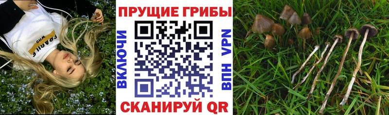MEGA маркетплейс  наркота  Псков  Псилоцибиновые грибы Psilocybe 